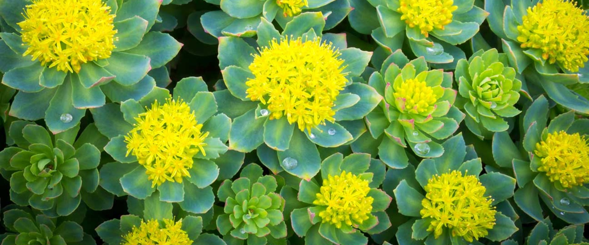 Understanding the Power of Rhodiola Rosea for Focus and Energy