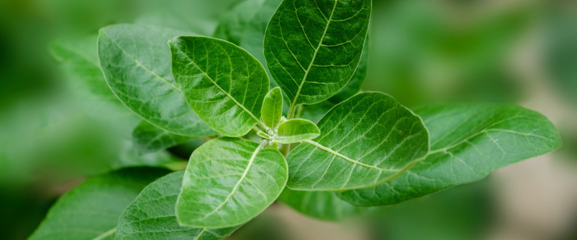 All You Need to Know About Ashwagandha for Focus and Energy