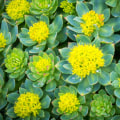 Understanding the Power of Rhodiola Rosea for Focus and Energy