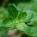 All You Need to Know About Ashwagandha for Focus and Energy