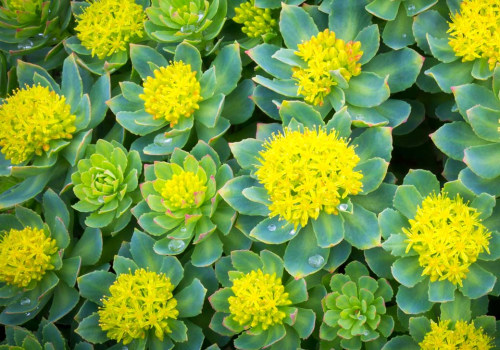 Understanding the Power of Rhodiola Rosea for Focus and Energy