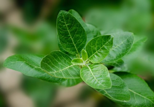 All You Need to Know About Ashwagandha for Focus and Energy